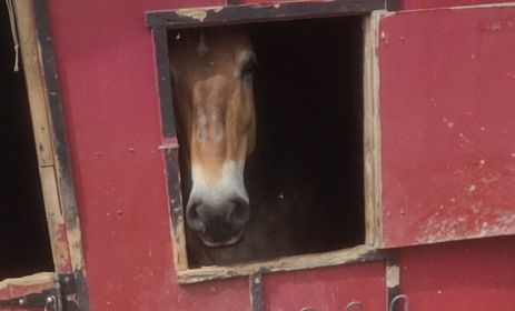 The Equine Experience