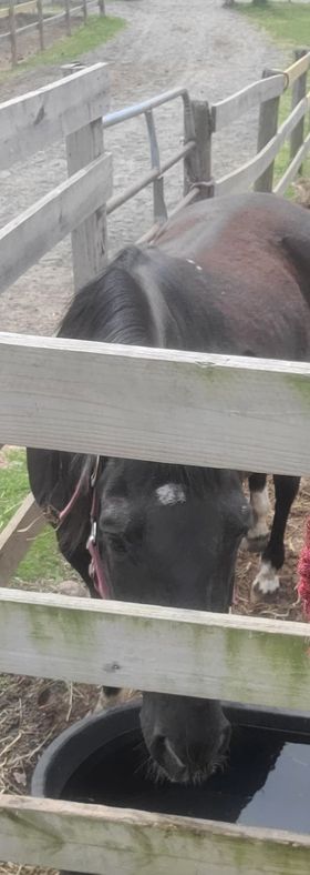 The Equine Experience